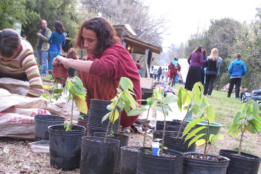 Donación de árboles, plantas y composta